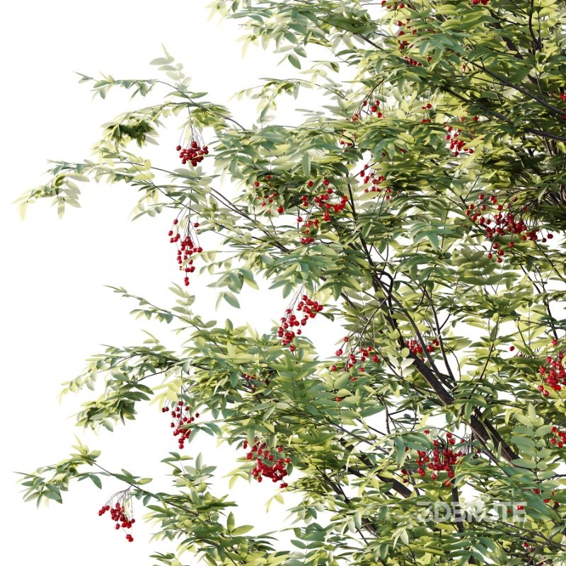 Rowan Fruit Tree 07 Image 3