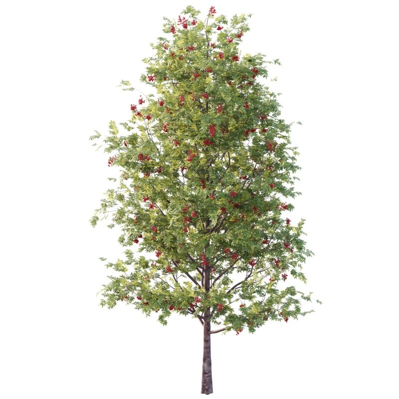 Rowan Fruit Tree 02 Image 1