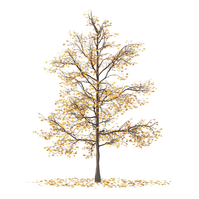 Mountain Ash Tree 04 Image 1