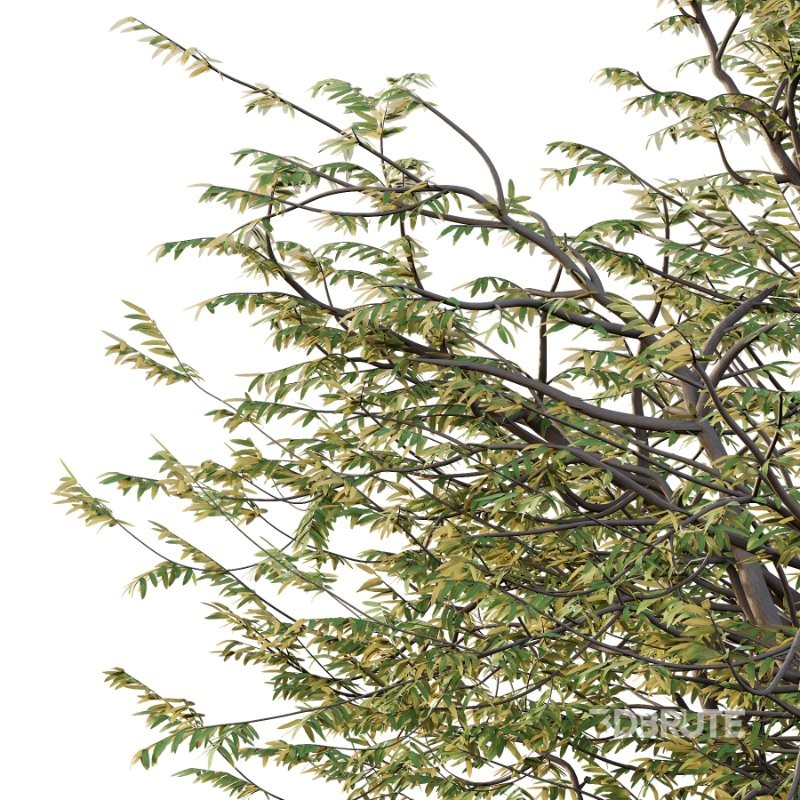 Mountain Ash Tree 12 Image 4