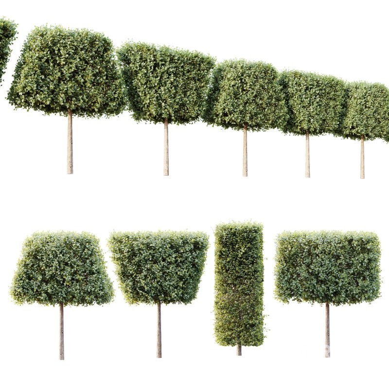 AV Plants Bush Ficus Concinna Bonsai Pruned Version12 Image 1