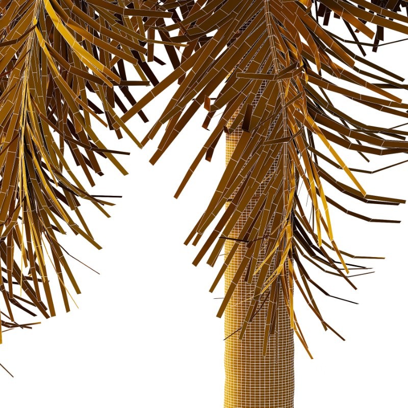 Roystonea Regia Tree 04 Image 5