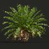 AV Phoenix Sylvestris Fruit and Phoenix Canariensis Decorative Garden - Thumbnail 4