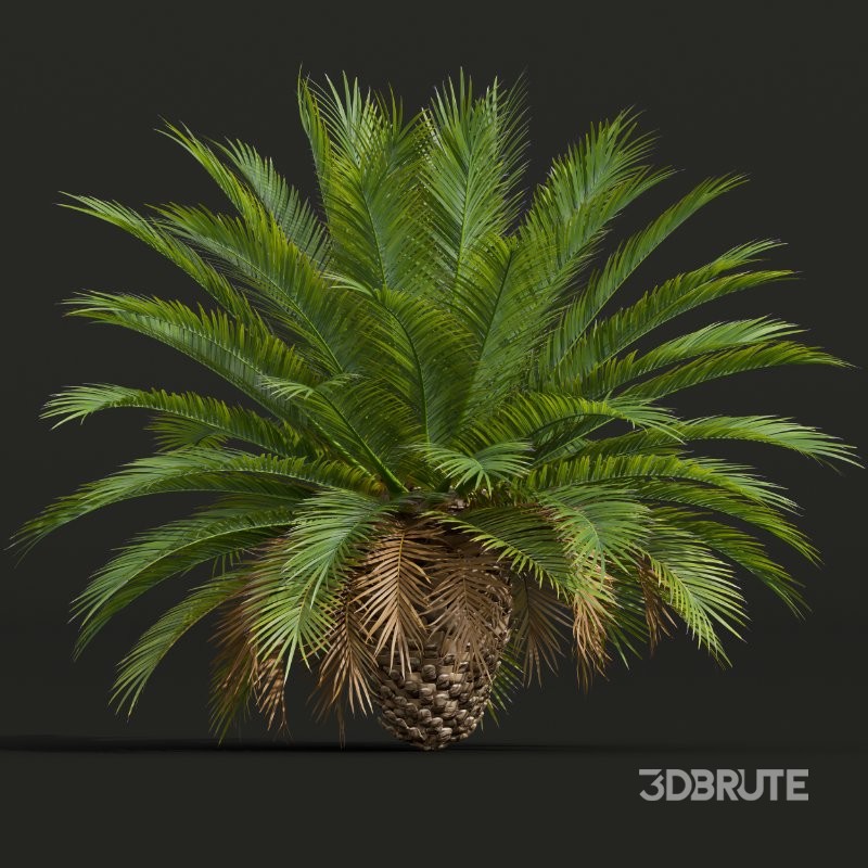 AV Phoenix Sylvestris Fruit and Phoenix Canariensis Decorative Garden Image 4