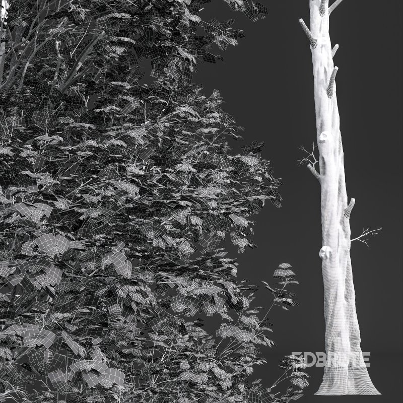 AV Fagus Grandifolia and Fagus Sylvatica Image 10