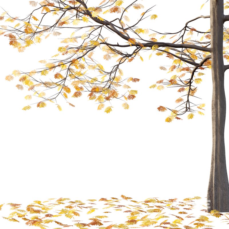 Mountain Ash Tree 04 Image 5