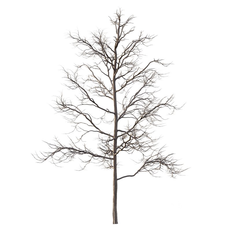 Mountain Ash Tree 06 Image 2