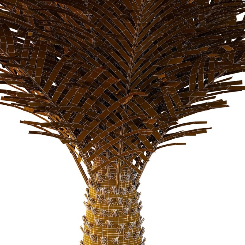 Phoenix roebelenii Palm Trees 06 Image 6