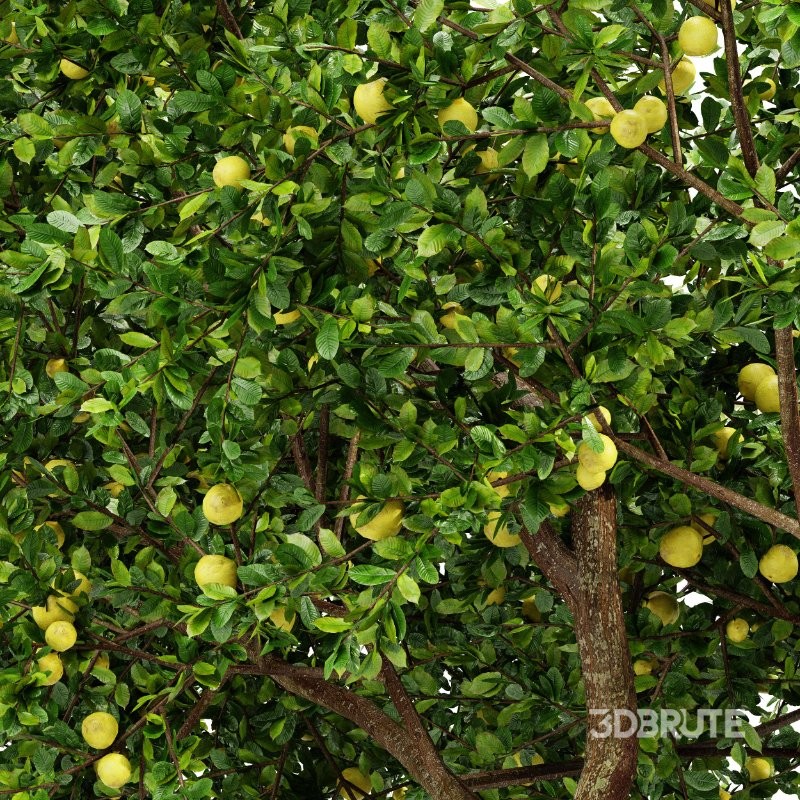 AV Fruit tree lemon and Big Joy Perfume Orange Michelia Champaca Tree Image 1