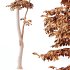 AV Water gum and Carpinus Betulus 3 trees - Thumbnail 6