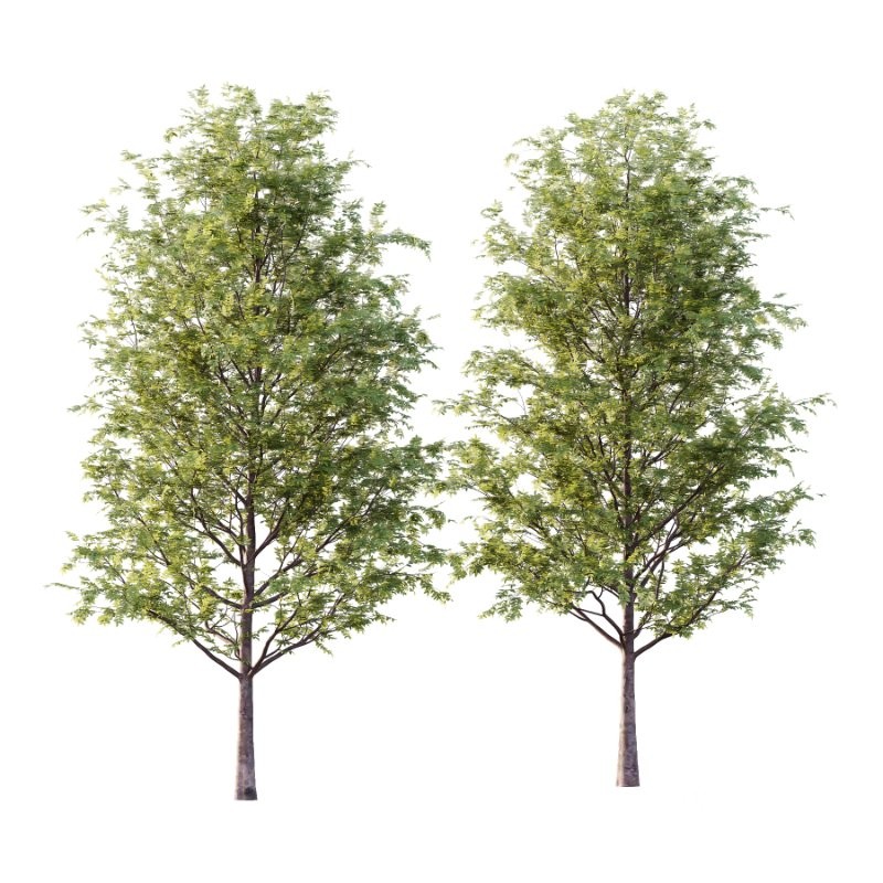 Rowan tree 01 Image 4