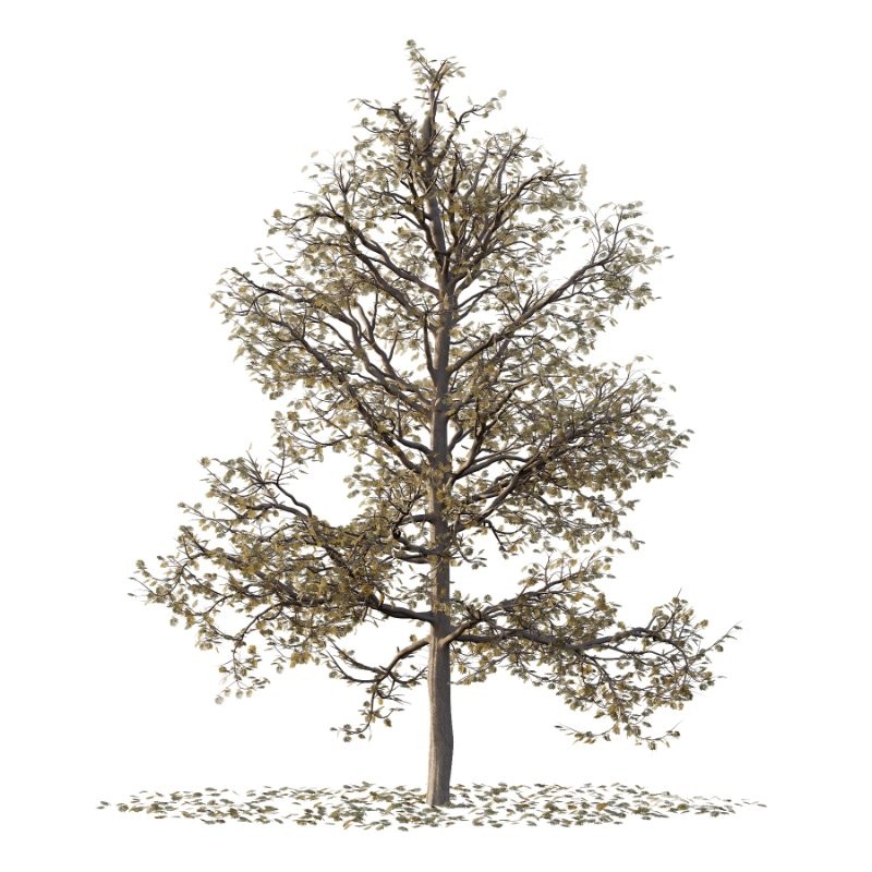 Mountain Ash Tree 17 Image 3