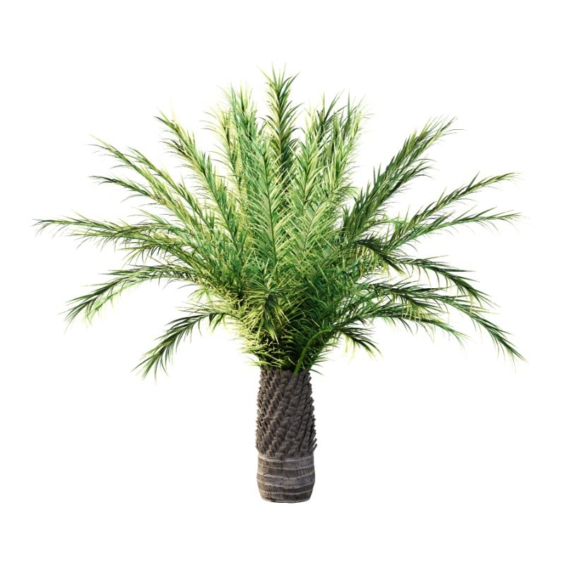 Phoenix roebelenii Palm Trees 03 Image 5