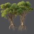 AV 2 Trees Mangrove Gray Avicennia Marina - Thumbnail 5