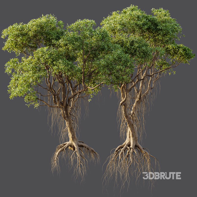 AV 2 Trees Mangrove Gray Avicennia Marina Image 5