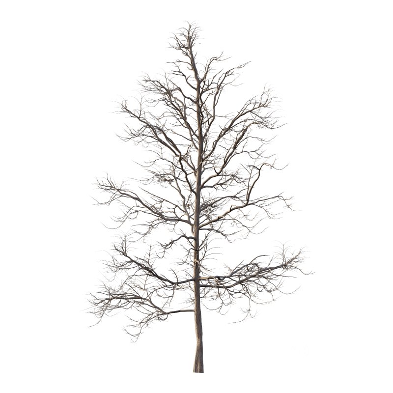 Mountain Ash Tree 06 Image 1