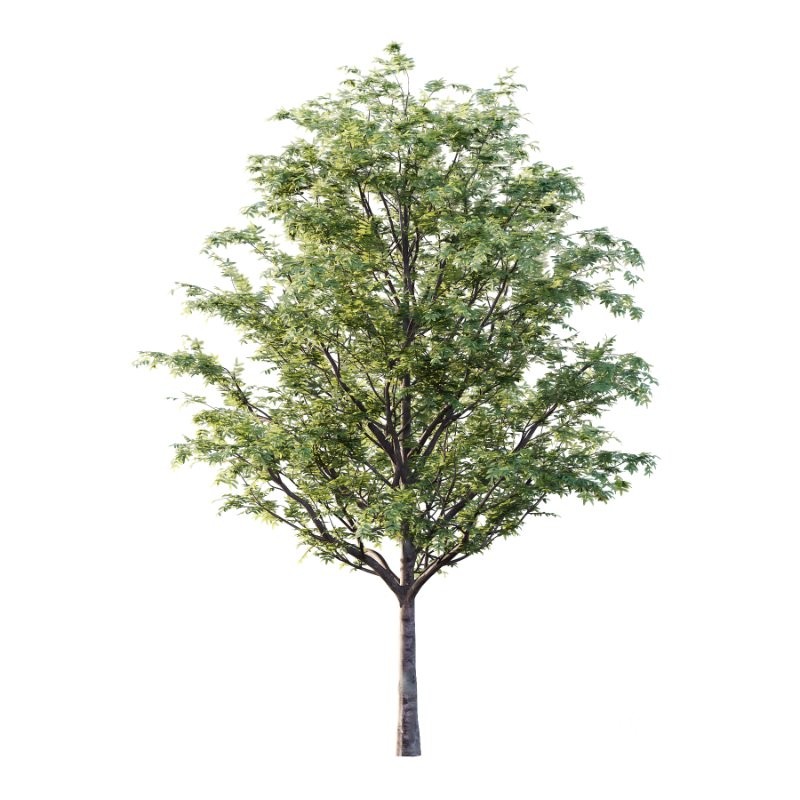 Rowan tree 08 Image 2