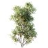 AV Bush Plants Mission Kalamata Leccino Arbequina Wilsonii Chemlali Olive Version30 - Thumbnail 3