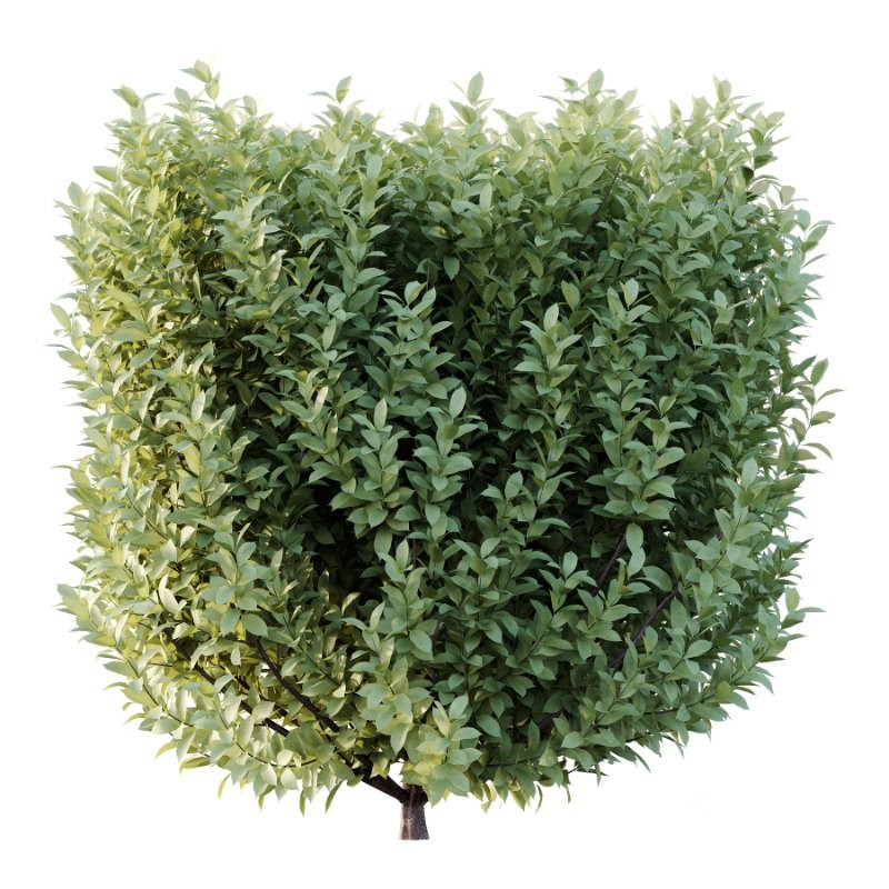 Frutices Fortescue Euonymus 07 Image 4