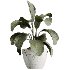 AV Indoor Plants Set 403 lemon Ficus Japandi Calathea Lutea - Thumbnail 1