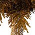 Phoenix roebelenii Palm Trees 03 - Thumbnail 7