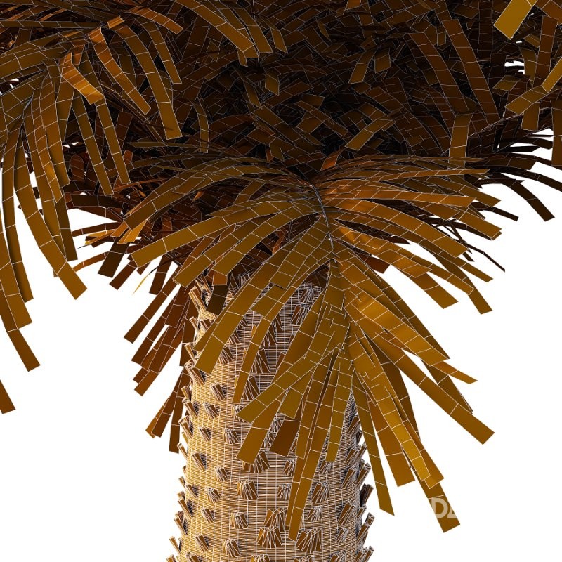 Phoenix roebelenii Palm Trees 03 Image 7