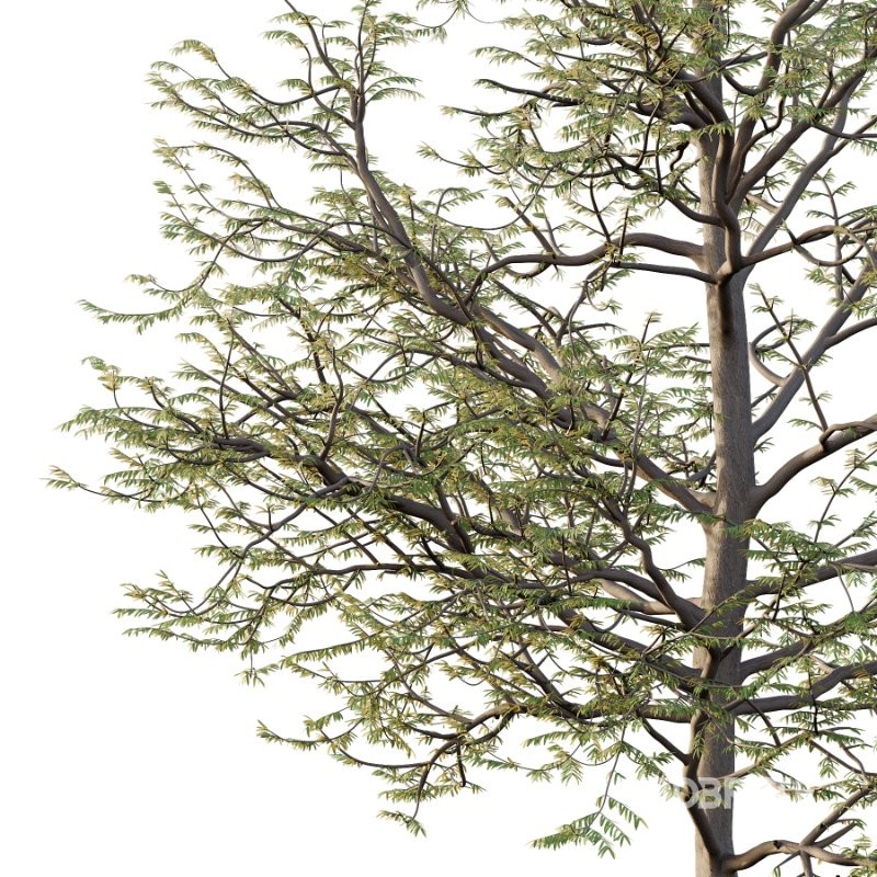 Mountain Ash Tree 09 Image 2