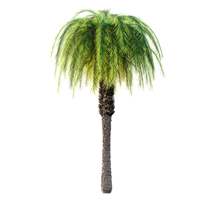 Phoenix roebelenii Palm Trees 01 Image 2