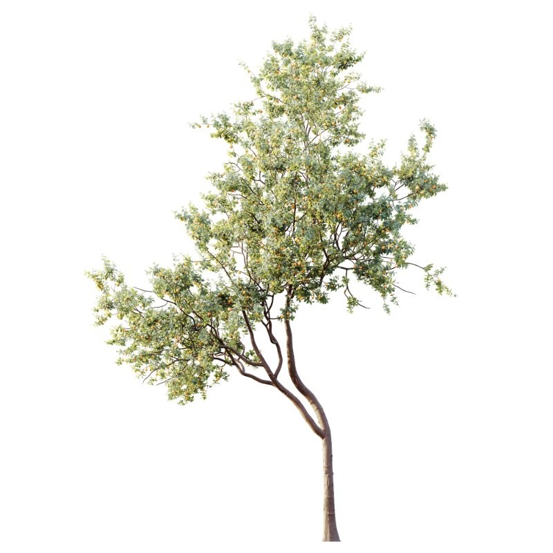 AV Plants Armeniaca Vulgaris Prunus Version02 Image 1