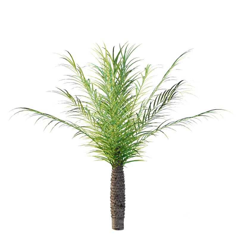 Phoenix roebelenii Palm Trees 05 Image 6