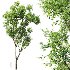 AV Celtis Australis - Thumbnail 6