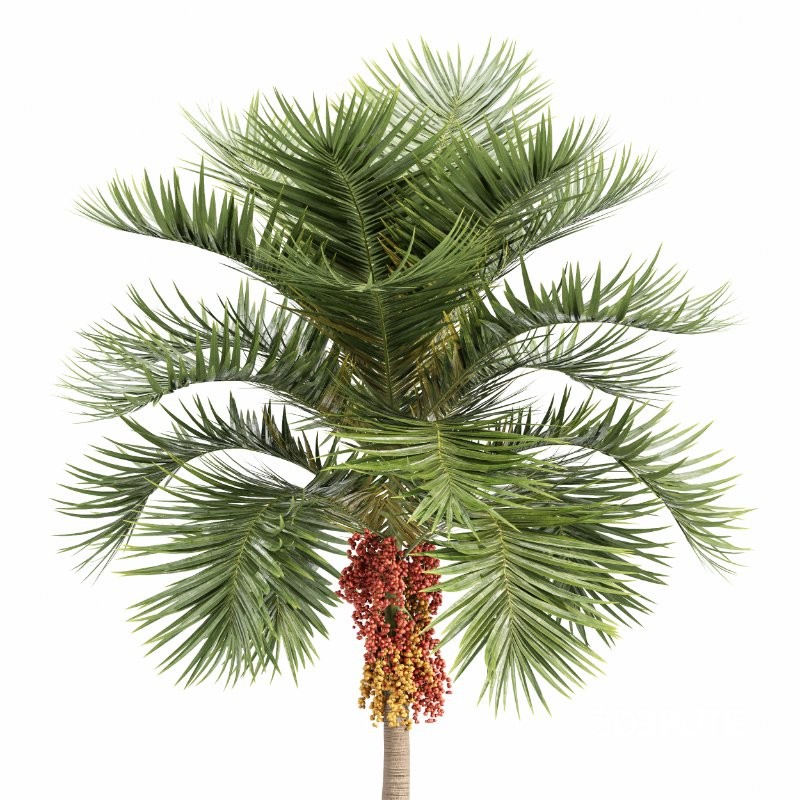 ntal palm fruits that make this species a striking centerpiece in any exterior visualization. Image 4