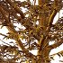 Mountain Ash Tree 12 - Thumbnail 3