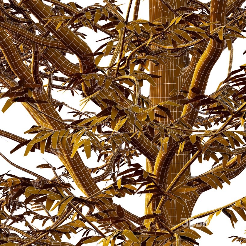 Mountain Ash Tree 12 Image 3