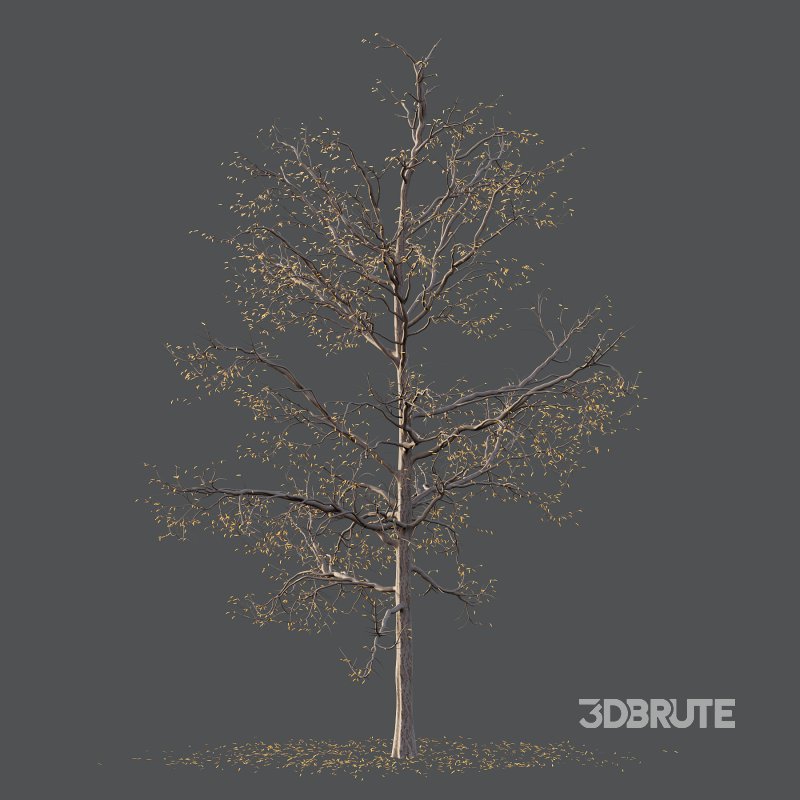 Mountain Ash Tree 02 Image 3