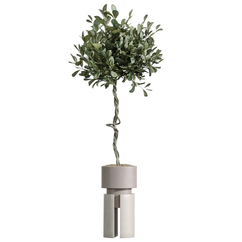 AV Indoor Plants Set 403 lemon Ficus Japandi Calathea Lutea Image 4