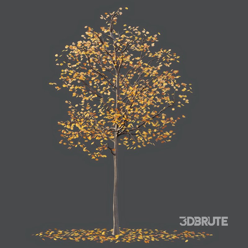 Mountain Ash Tree 04 Image 4