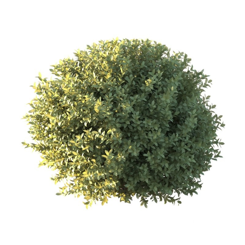 Frutices Fortescue Euonymus 10 Image 2