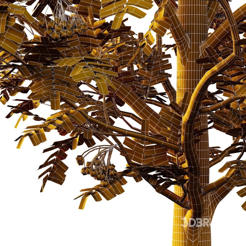 Rowan Fruit Tree 03 Image 3