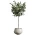 AV Indoor Plants Set 409 Olive Ficus Schefflera Lemon - Thumbnail 2