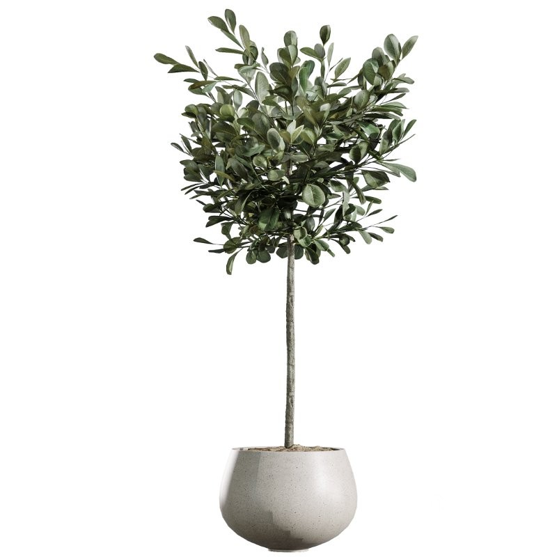 AV Indoor Plants Set 409 Olive Ficus Schefflera Lemon Image 2