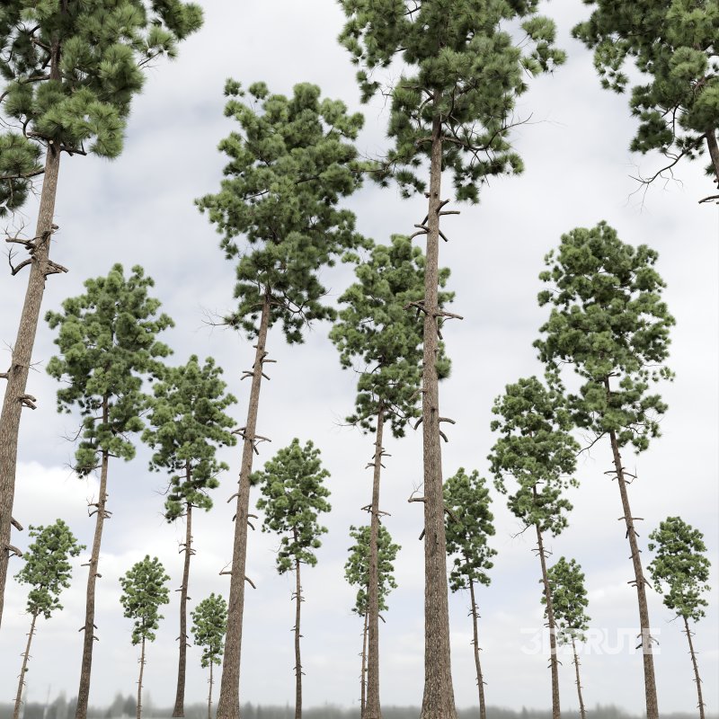 AV Pinus Engelmannii and Pinus Palustris Image 5