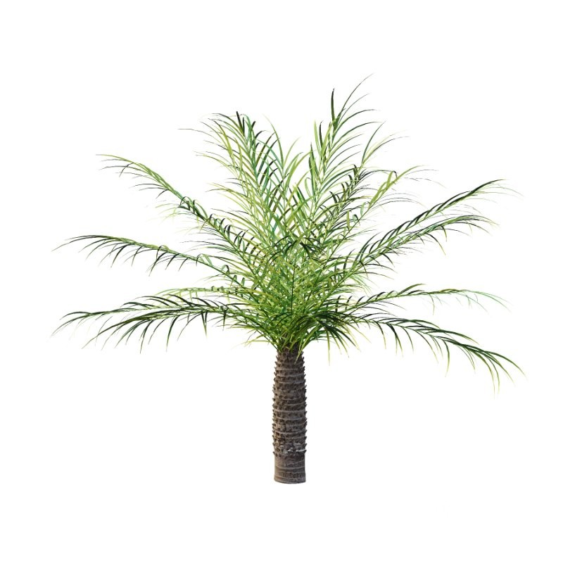 Phoenix roebelenii Palm Trees 05 Image 1