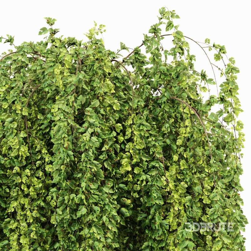 ntal landscape trees designed for high-end architectural visualization: a fruit-bearing Lemon Tree with natural branching and dense foliage, paired with a graceful Weeping Mulberry featuring cascading leaves and expressive canopy form. Image 4