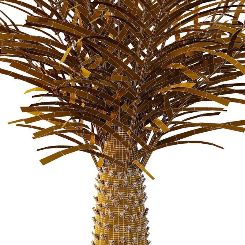 Phoenix roebelenii Palm Trees 05 Image 7