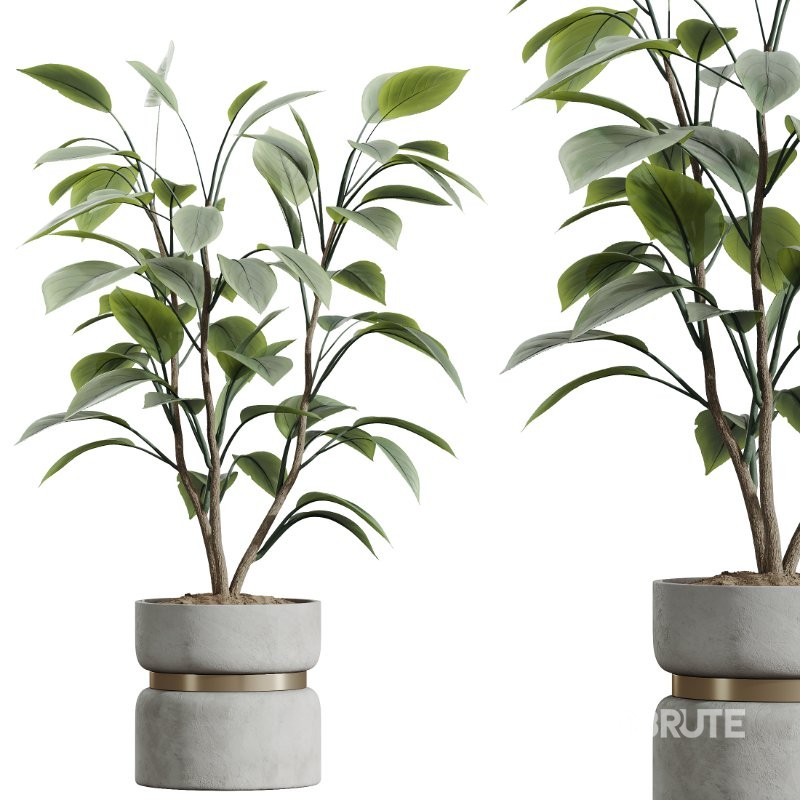 AV Indoor Plants Set 434 Olive Tree and Ficus lyrata and Ficus Beliza and Cactus Euphorbia and Sansevieria Image 2