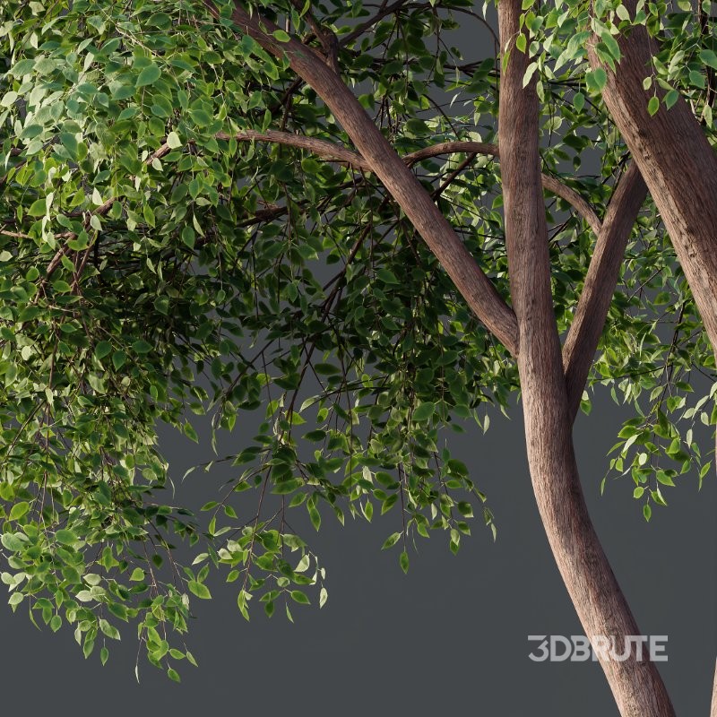 AV Ash Tree and American Elm Tree Image 3