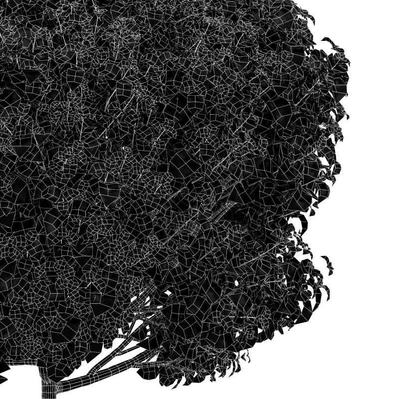 ntal form and natural symmetry. The rounded, umbrella-like canopies of these trees add sculptural softness and a refined botanical rhythm to exterior landscapes. Designed with high precision and 4K materials, this 3D model set captures the elegance and realism ideal for architectural gardens, courtyards, and modern outdoor visualizations. Image 8