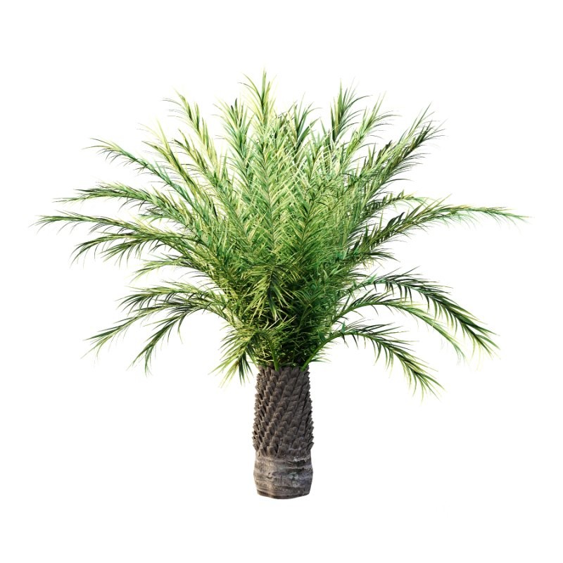 Phoenix roebelenii Palm Trees 03 Image 4