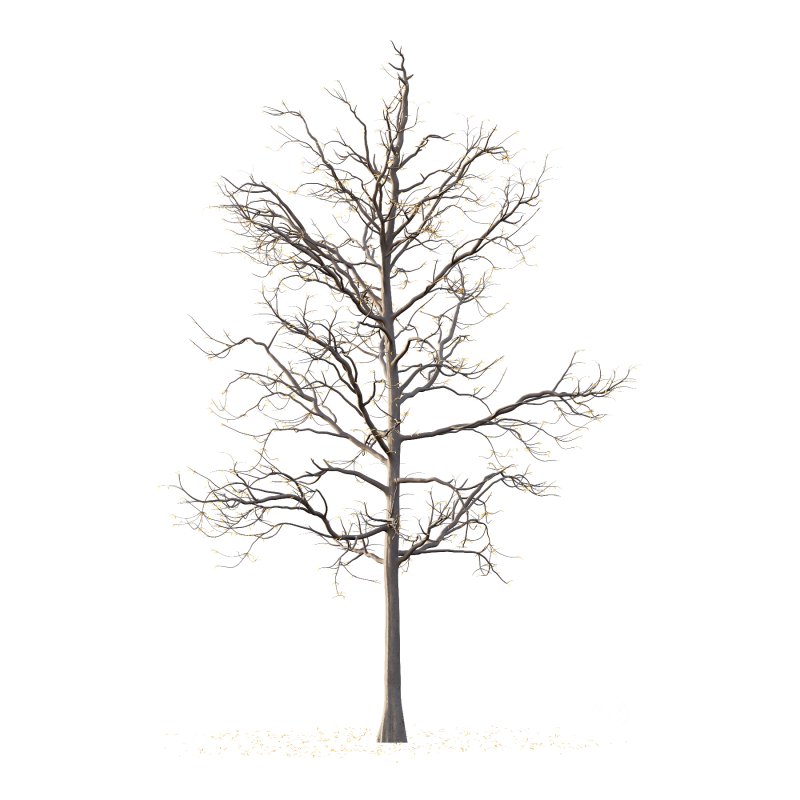 Mountain Ash Tree 02 Image 1